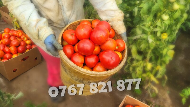 Rasaduri legume: rasad de rosii, castraveti, vinete, ardei, aromatice 2026.