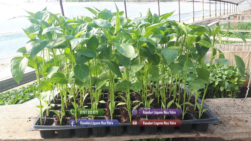 Rasaduri legume: rasad de rosii, castraveti, vinete, ardei, aromatice 2026.
