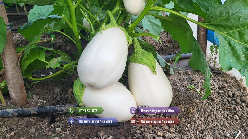 Rasaduri legume: rasad de rosii, castraveti, vinete, ardei, aromatice 2026.