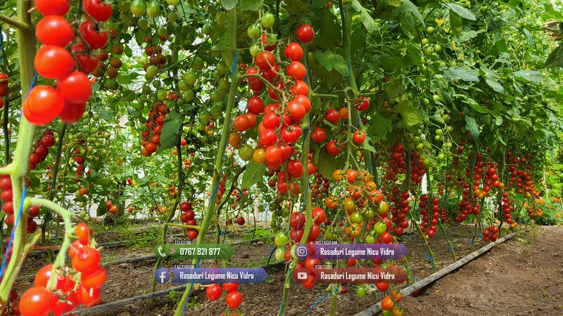 Rasaduri legume: rasad de rosii, castraveti, vinete, ardei, aromatice 2026.