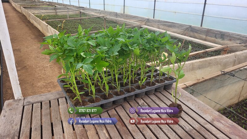 Rasaduri legume: rasad de rosii, castraveti, vinete, ardei, aromatice 2026.