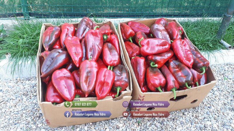 Rasaduri legume: rasad de rosii, castraveti, vinete, ardei, aromatice 2026.