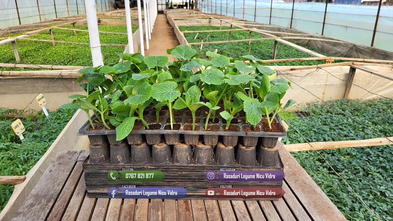 Rasaduri legume: rasad de rosii, castraveti, vinete, ardei, aromatice 2026.