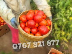 Rasaduri legume: rasad de rosii, castraveti, vinete, ardei, aromatice 2026